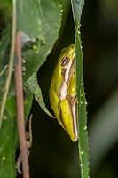 Green Tree Frog, Hyla cinerea, on Willow Leaf Salix nigra at Corolla, NC USA Outer Banks