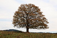 Single Sycamore Maple Tree on meadow at fall, Sumava National Park, Bohemia, Czech Republic, Europe