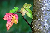 The colorful leaves of the American sweetgum or Red gum Liquidambar styraciflua in autumn - Bavaria/Germany