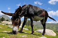 Catalonian donkey