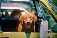 Dog rides in car