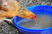 Thirsty Rooster