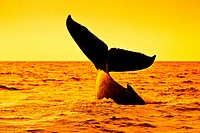 humpback whale, Megaptera novaeangliae, lobtailing at sunset, Megaptera novaeangliae, Hawaii, USA, Pacific Ocean