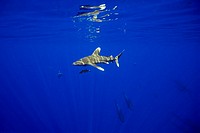 oceanic whitetip shark, Carcharhinus longimanus, with remora, Remora sp , IUCN Vulnerable Species, Kona Coast, Big Island, Hawaii, USA, Pacific Ocean