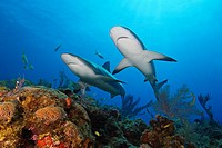 Caribbean reef sharks, Carcharhinus perezi, swimming over coral reef, Grand Bahama, Bahamas, Caribbean Sea, Atlantic Ocean
