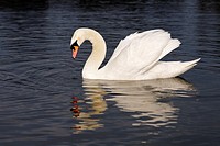 Mute swan in Round Pond, Kensington Gardens, London