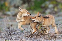 Game of chase between Ethiopian wolf siblings