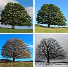 digital Composite of four seasons of a Single Sycamore Maple Tree on meadow, Sumava National Park, Bohemia, Czech Republic, Europe
