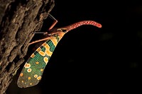 Lantern Bug Laternaria candelaria perched on trunk  Khao Yai National Park  Thailand