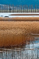 Reed beds on the Stymphalian Lake in southern Korinthia, Peloponnese, Greece