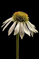 An echinacea flower with drooping petals isolated on a black background.