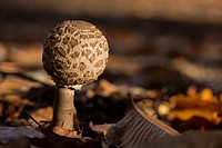 Mushroom at Lousã Mountain, Portugal