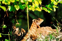 Changeable Lizard,Poona,maharashtra,India