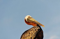 Pelicans are a genus of large water birds comprising the family Pelecanidae  Virgin Gorda Island  British Virgin Islands.