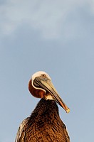 Pelicans are a genus of large water birds comprising the family Pelecanidae  Virgin Gorda Island  British Virgin Islands.