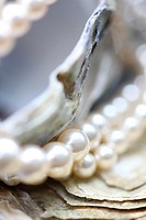 of the sea oyster shells and pearls