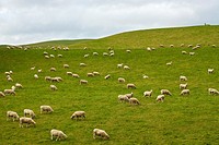 Flock of Sheep in a green meadow South Island, New Zealand