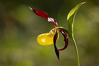 Orquidea endangered due to collection escesiva, in Spain can only be found in the priineo Aragones and the Pyrenees Lerida