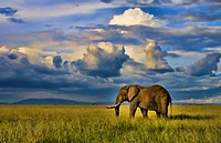 Masai Mara National Park Kenya Africa sunset with huge male elephant in sunset with tall golden grass in Masai Mara