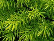 Asparagus plant foliage closeup