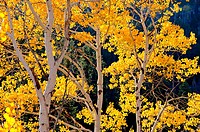 Aspen trees and Fall colors near Pike Mountain high in the Goose Creek Mountains in southern Idaho