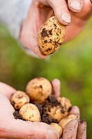 Closeup of man with organic grown earthy potatoes in his hand
