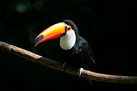Portrait of a Toco Toucan against a black background in Brazil