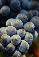 Tempranillo grapes closeup  Rioja alavesa wine route  Alava  Basque country  Spain