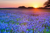 Early morning sunrise against a field of Texas bluebonnets, Lupininus texensis, Texas, USA