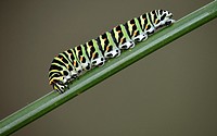 Swallowtail - Papilio machaon larva
