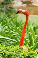USA, Hawaii, Oahu, Honolulu  Honolulu Zoo  American Flamingo Phoenicopterus ruber peering over hedge