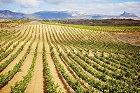 Vineyards  Rioja alavesa wine route  Alava  Basque country  Spain