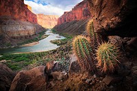 The Colorado River meandering through the Marble Canyon section of Grand Canyon National Park with barrel cacti in foreground