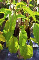 Eggplant plant Solanum melongena, known as the aubergine, brinjal eggplant, melongene, brinjal or guinea squash Solanaceae family It was domesticated ...