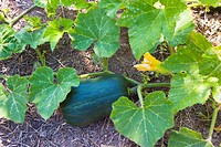 Butternut Pumpkins, Pumpkins Cucubita spp    The pumpkin on the photo is half to grown, when the closer leaf are dried, it´s will collect  The photo i...