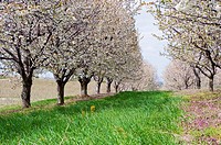 Spring time orchard of cherry trees in Michigan, USA