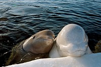 White whale, or Beluga Delphinapterus leucas Arctic, Russia, Russian north, north, Kareliya, White sea