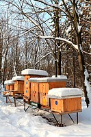 Apiary with wooden beehives on a sunny winter day, Male Karpaty, Slovakia