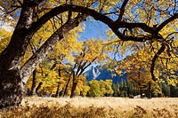 Yosemite Valley, Yosemite National Park, California, USA, El Capitan Meadow, Sentinel Rock in distance, black oaks Quercus kelloggii, November