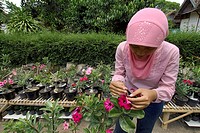 an indonesian woman impollinate an adenium plant  kraton district  yogyakarta  indonesia