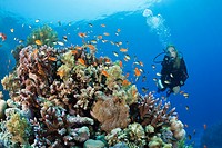 Scuba Diving in Red Sea, St  Johns, Red Sea, Egypt
