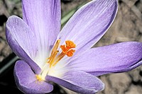 Lilac crocus opens to spring sun