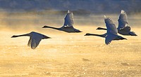 Sweden, Morko, Mute Swan (Cugnus olor) in flight