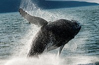 Humpback whale Megaptera novaeangliae breaching in Husavik, Iceland