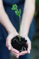 Person holds young plant in hands-selective focus
