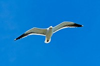 Black backed gull in flight