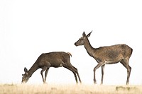 Red Deer (Cervus elaphus), Cabañeros, Ciudad Real, Castilla la Mancha, Spain