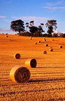 The hay rolls at the farm field near Daventry during the harvest time, Northamptonshire, United Kingdom