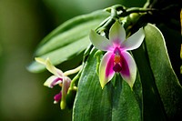 Phalaenopsis Bellina, Normah Orchid, Sarawak, Borneo