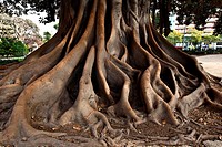 Roots of Ficus Ficus Macrophylla